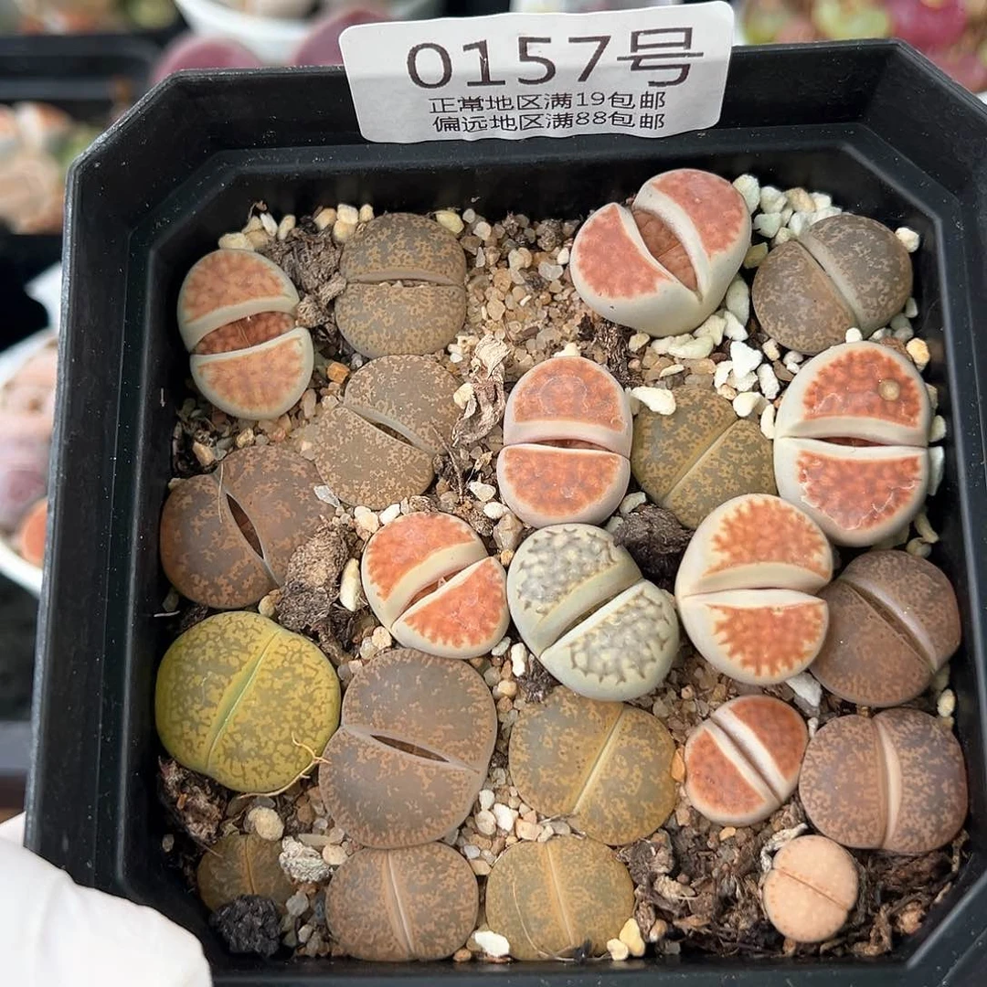 好养易活生石花大母本0157