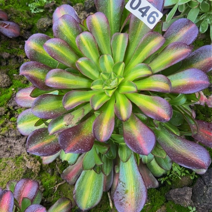 046多肉植物组合盆栽