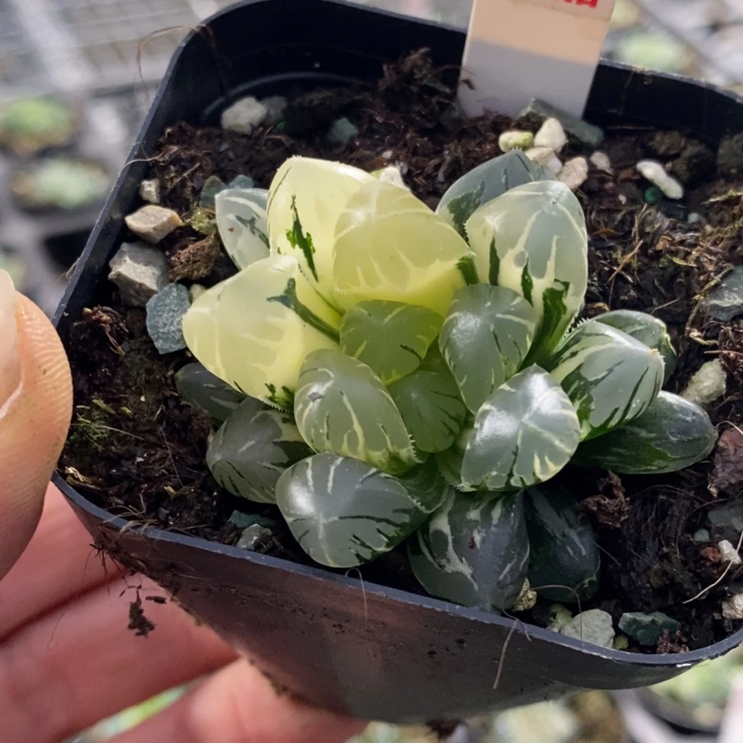 378号玉露锦玉露锦