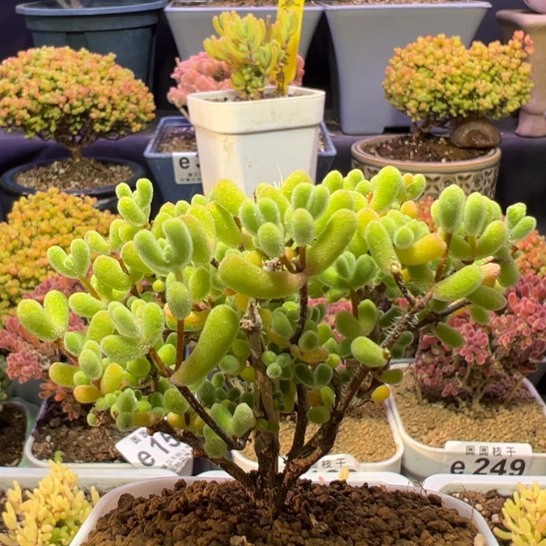 【闪购商品】e225小精控小星星枝干番杏