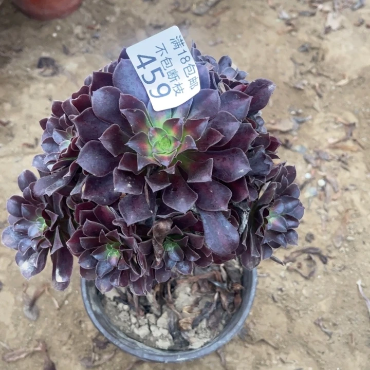 459花纳小手捧1号