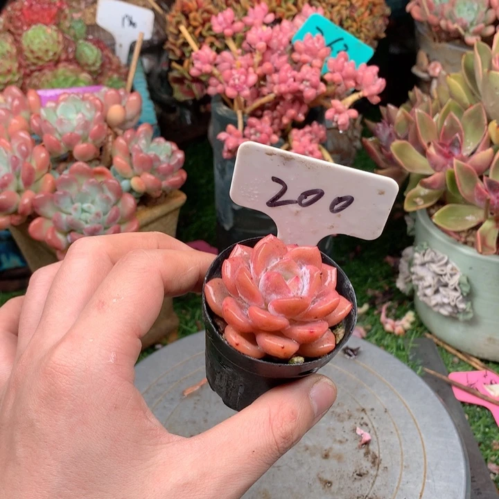 竹***粉多肉植物得得得得200