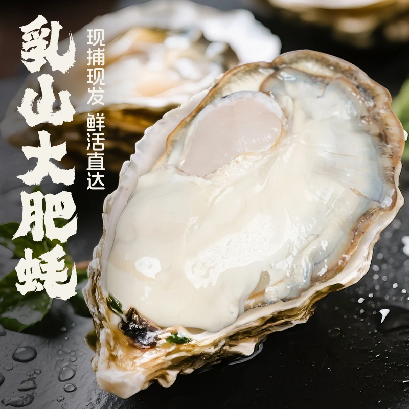 【泽帆专属】买3斤送2斤鲜活正宗乳山生蚝 牡蛎海蛎子冷水蚝肥嫩