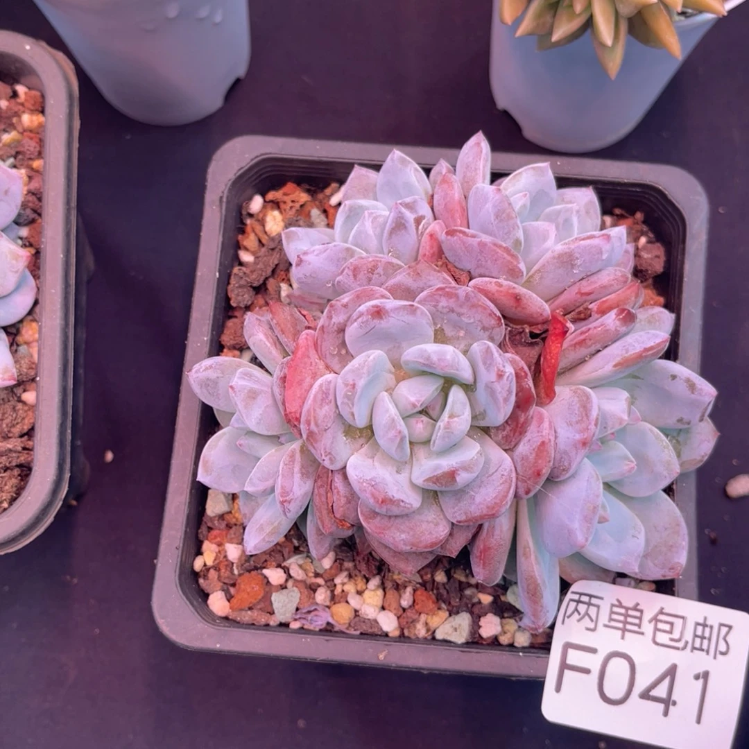 哈哈哈哈哈哈哈哈041