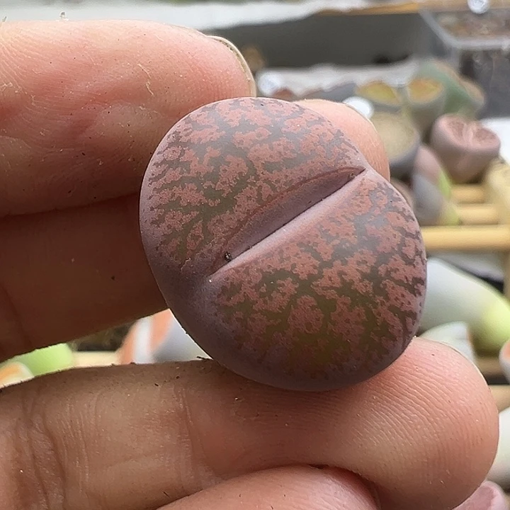 5835纯岛田酒红清货价格不作参考