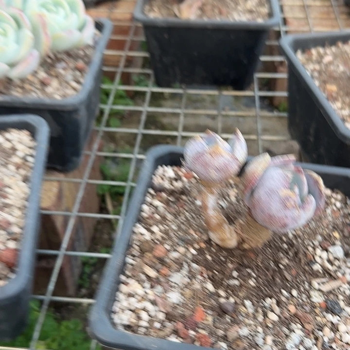 小****?627凤橙脱土发货不退不换