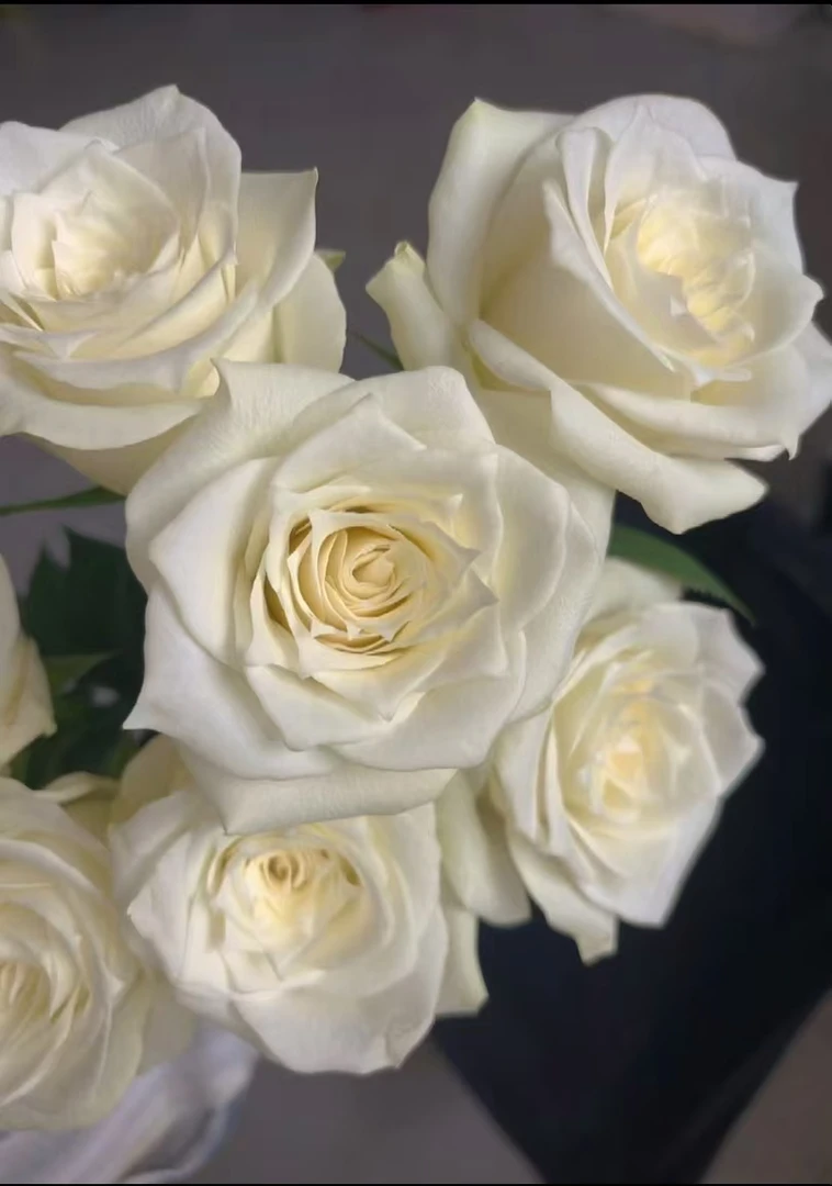 【骄傲单头玫瑰】云南发货鲜切花花店批发基地直发包邮家用鲜花