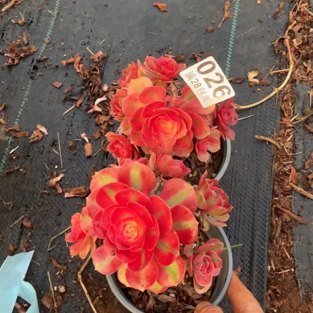 多肉植物026两颗无售后