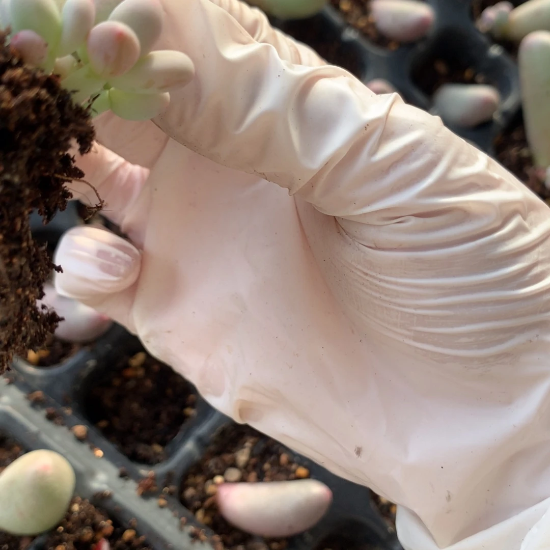 米可奶酪多肉miken