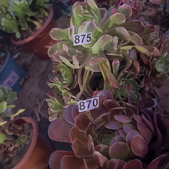 M***怕多肉植物两个法师