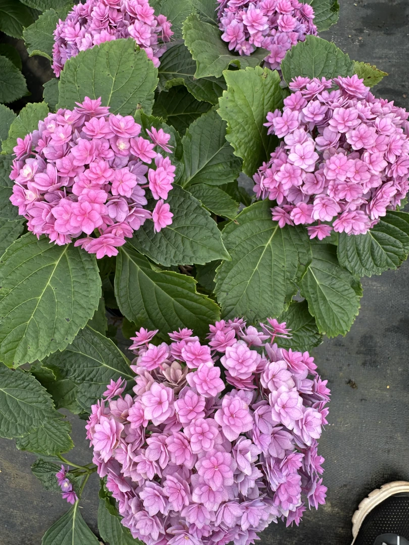 【太阳神殿】重瓣阳台室内外盆栽地栽绣球易养花卉多季开花耐寒耐旱