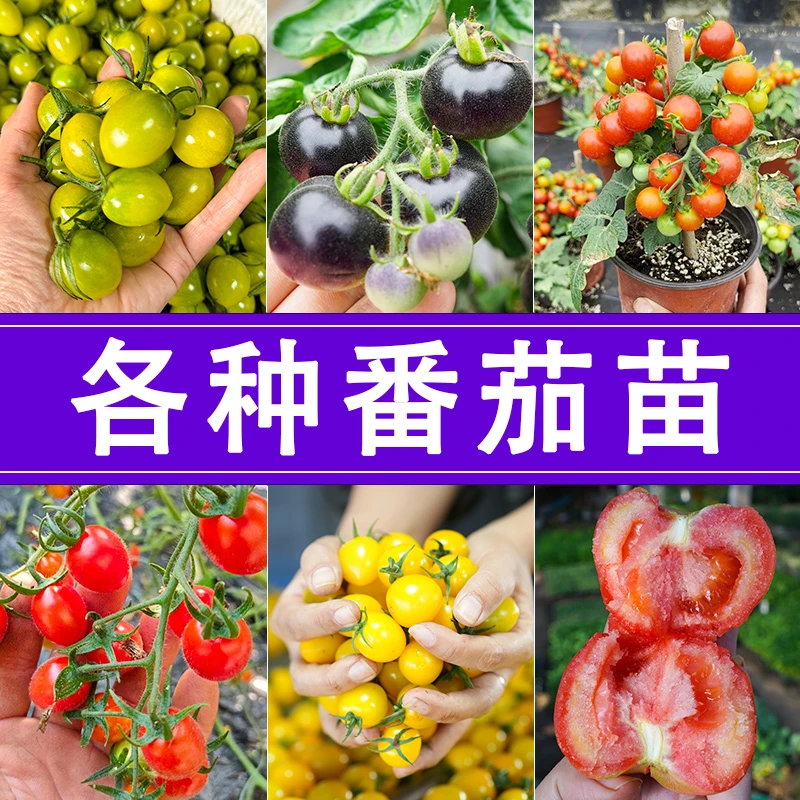 【各种番茄苗】寿光苗场直发西红柿秧苗沙瓤口感番茄水果柿子春季