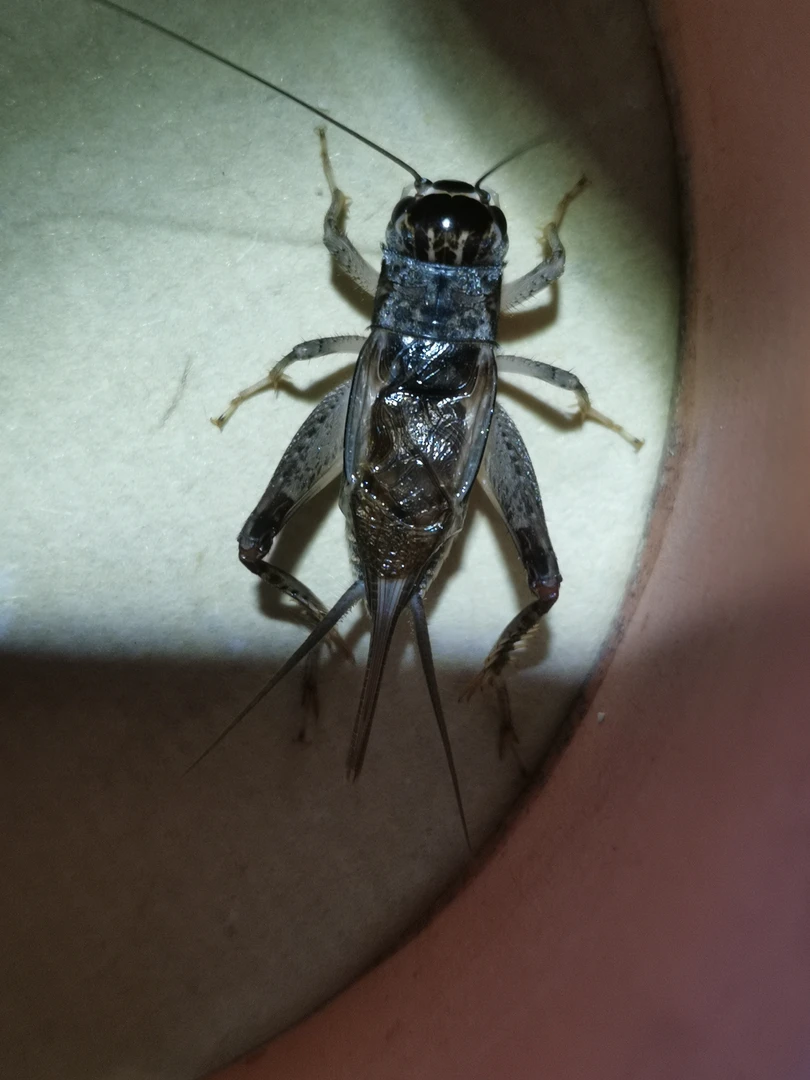 宁阳曲阜肥城大地野生蟋蟀