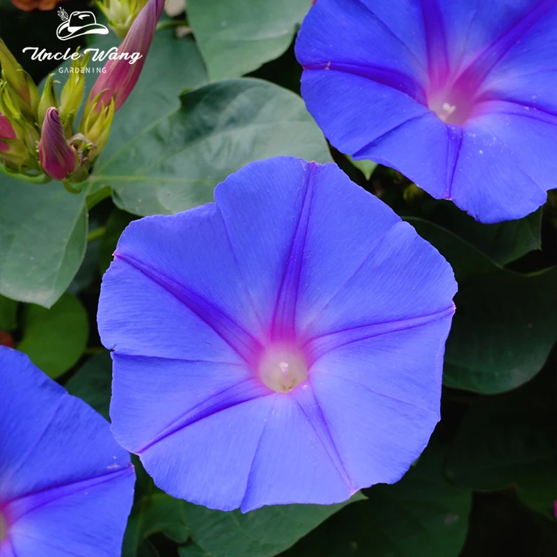 种花王大爷 美国牵牛植物阳台庭院花园可垂吊易养