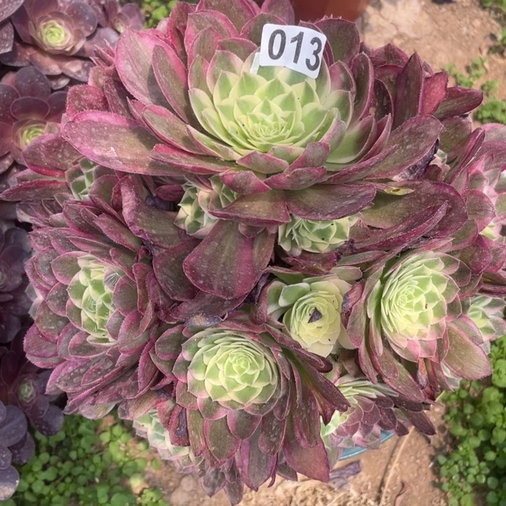 013多肉植物海王