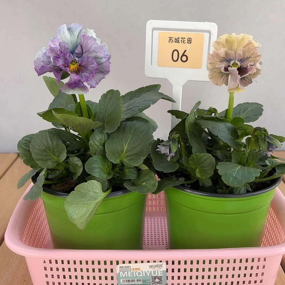 大部分开放少量花苞06