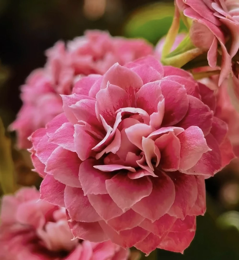 【玄女猫眼110盆】一代种苗长寿 稀有大花品种 基地直发