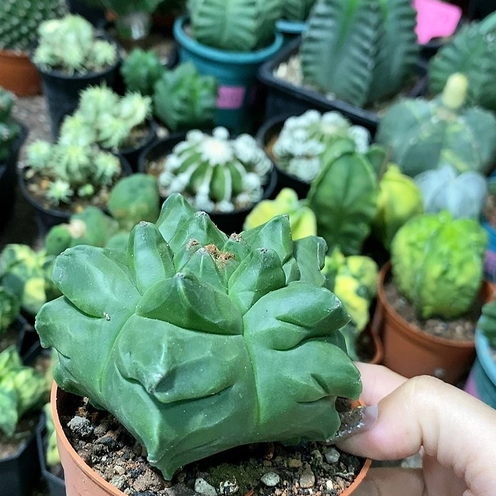 花花草草花花草草