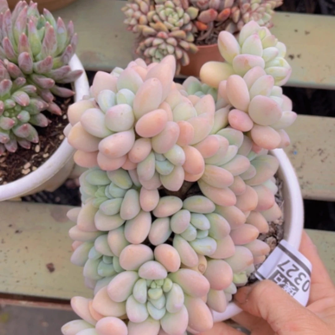 【闪购商品】香水洛神0327