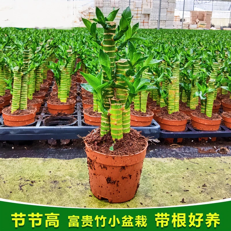 节节高步步高富贵竹文昌竹小盆栽绿植花卉室内客厅好养活四季常青