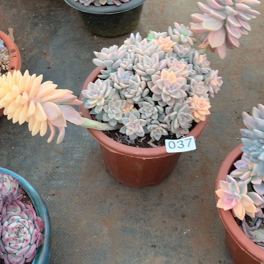 037淡雪锦 一物一拍