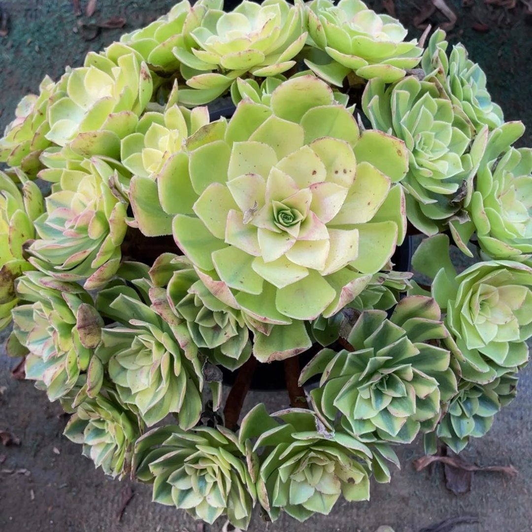 458雨合精品法师老桩