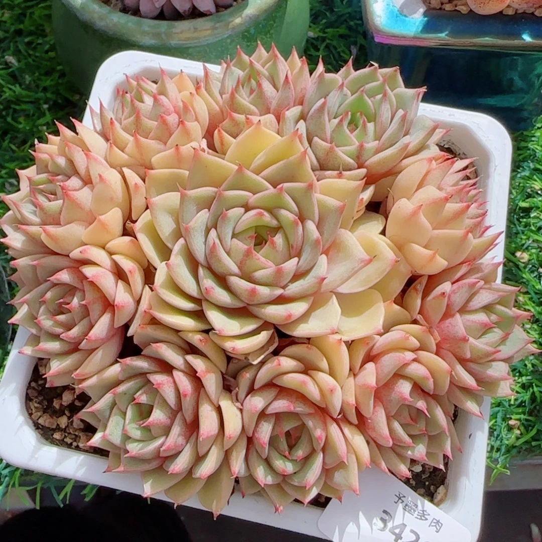 手捧笨吧群，3426多肉植物