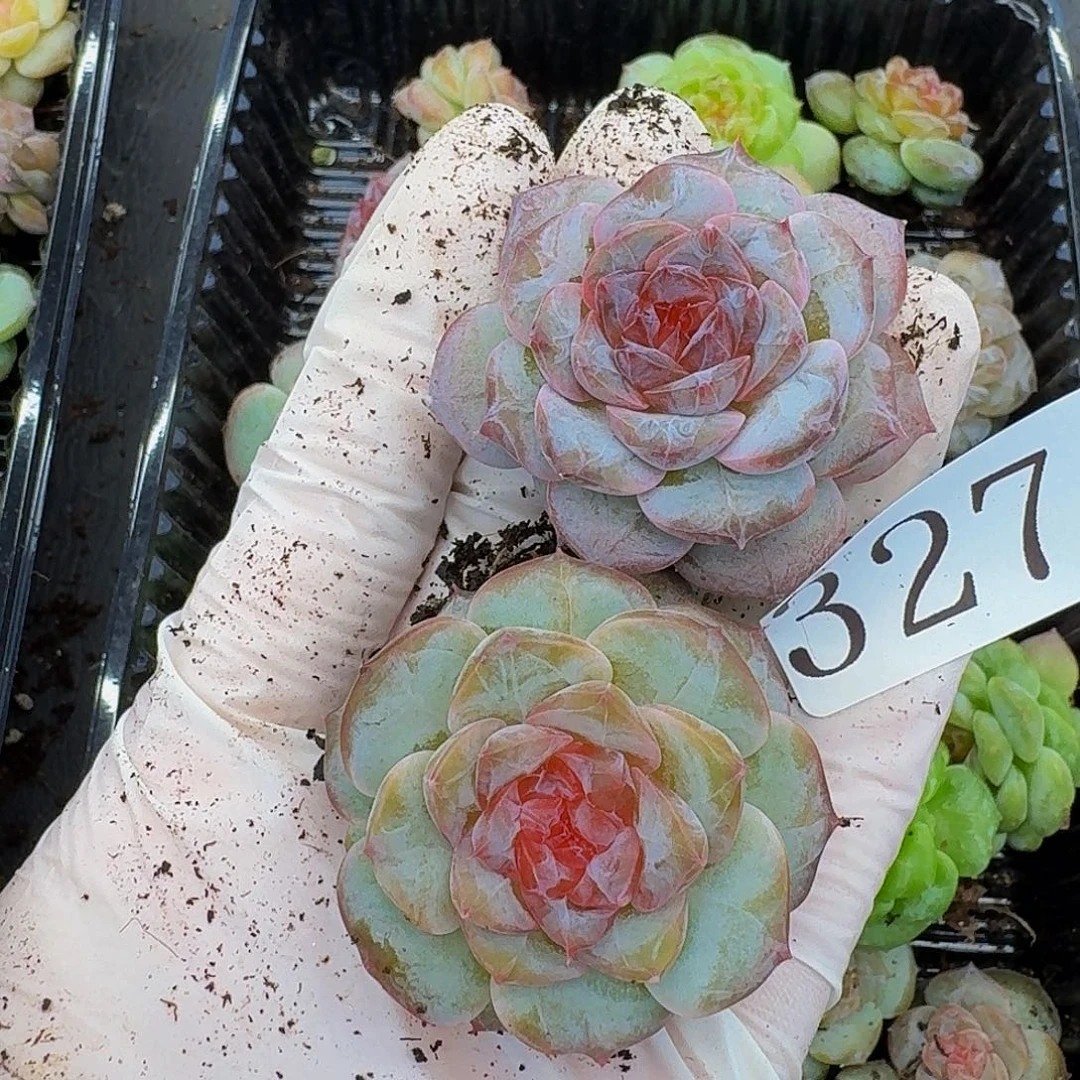 多肉植物多肉植物327