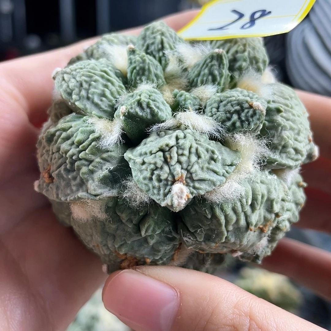 28号自根白色好好怒涛