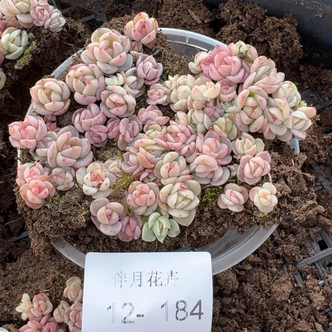 糖心切糕量拍12-184
