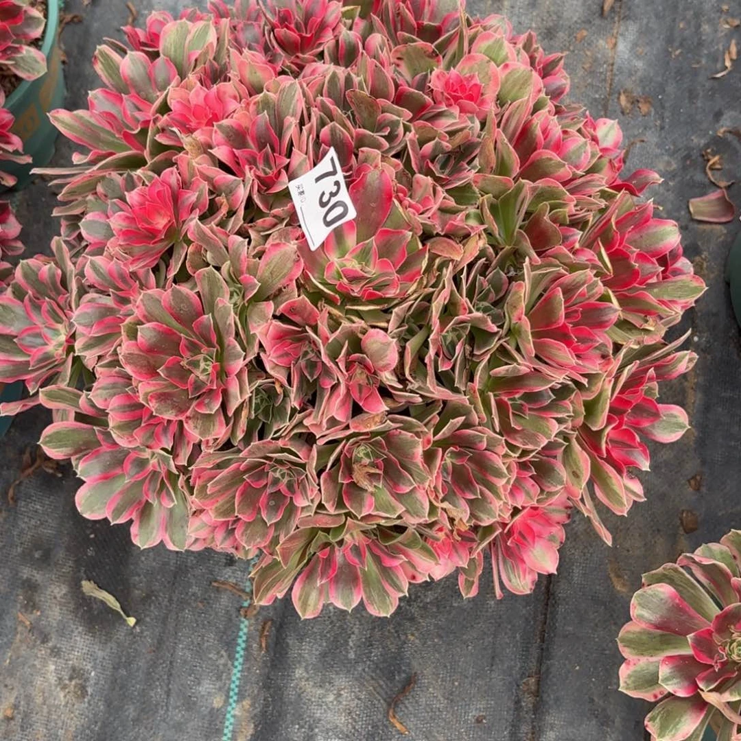 730超级大丛林多肉植物男神