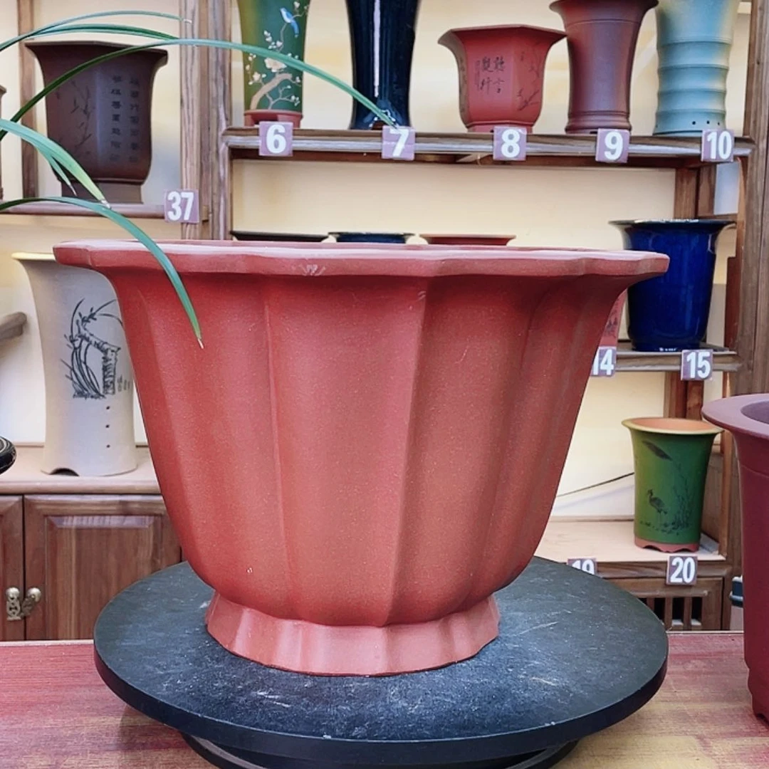 【闪购商品】紫砂花盆独**往兰花455988523688555855