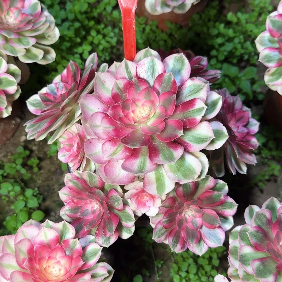 4-860倾城多肉法师