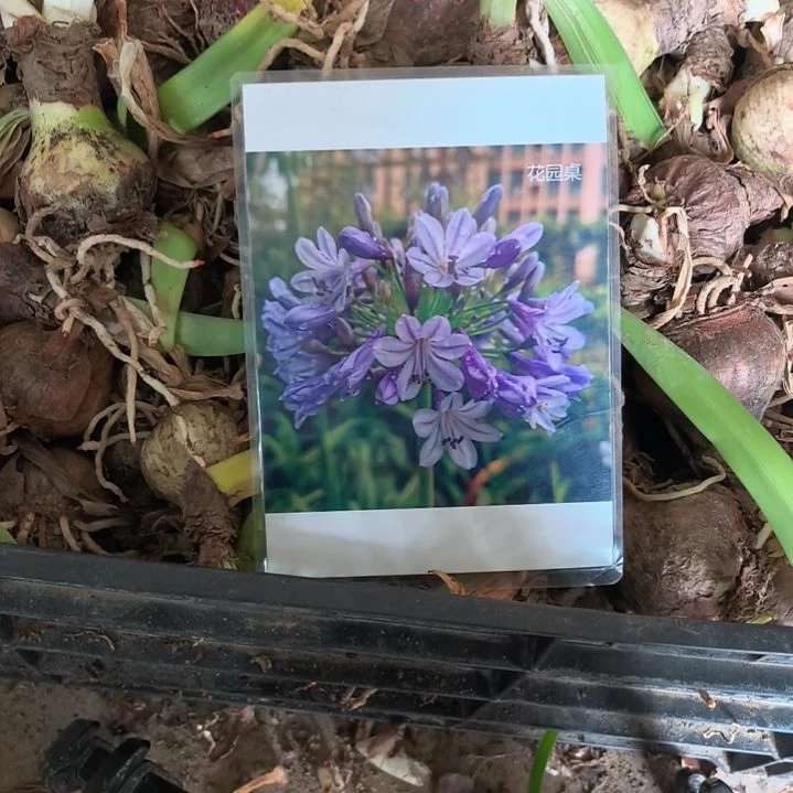 当前无花栽培后可以开花百子莲花圆桌