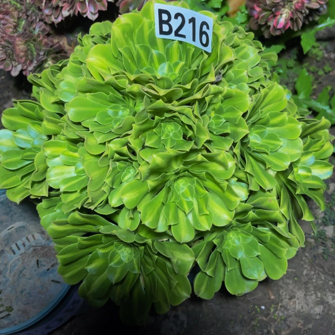 翡翠琉璃26/////////47包邮