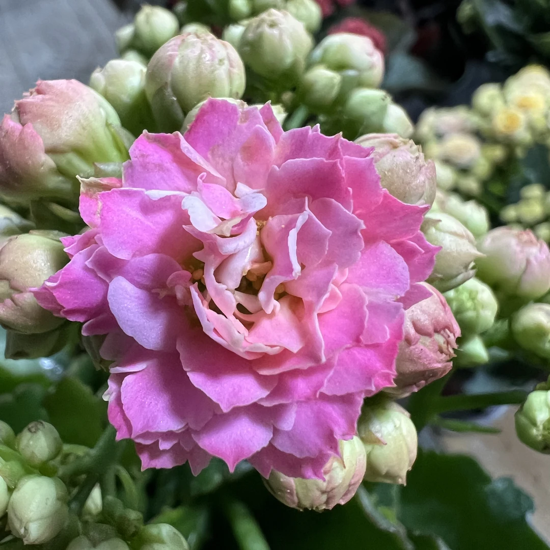 长寿花园～【索菲亚】