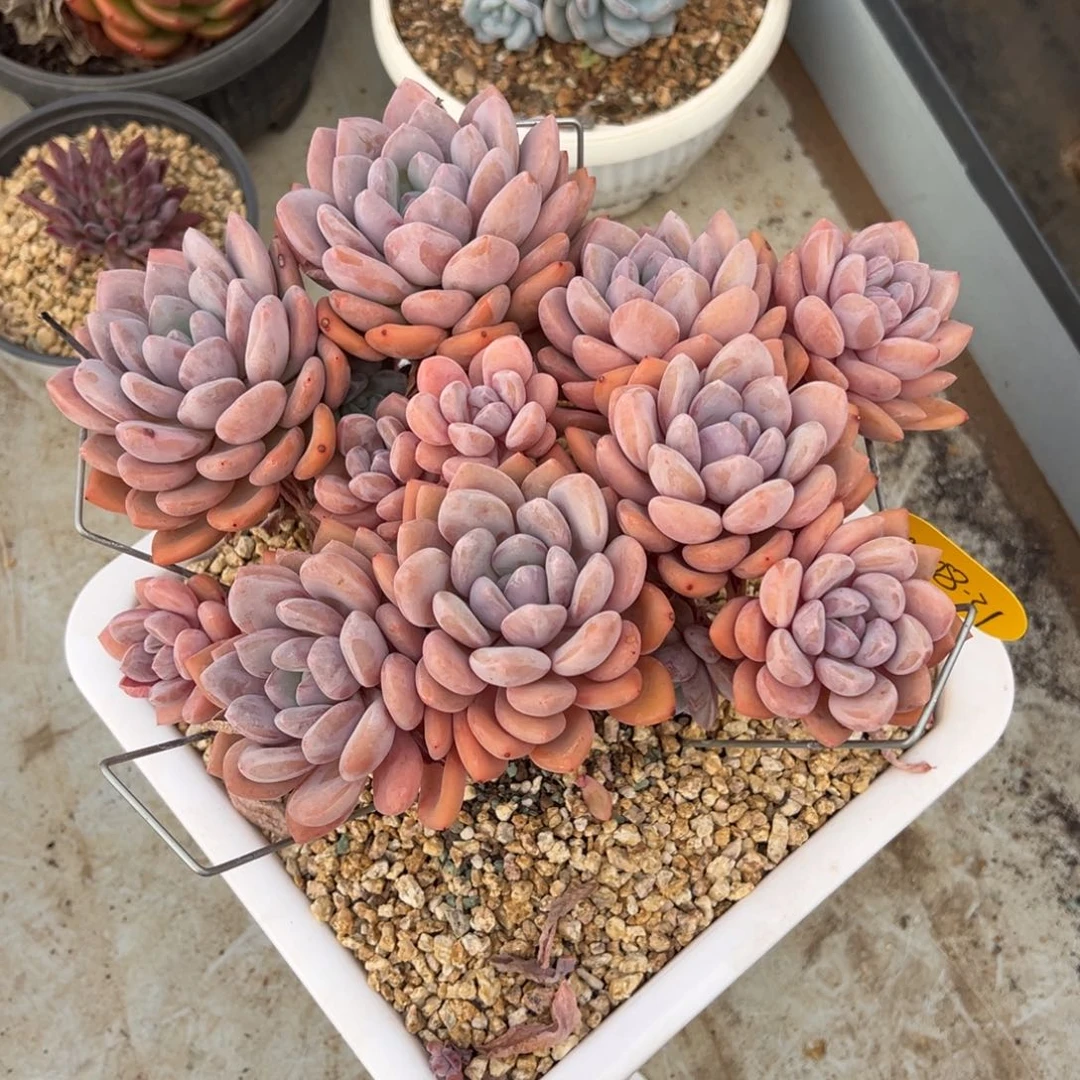 芣***一10-08-31奥橙多肉植物