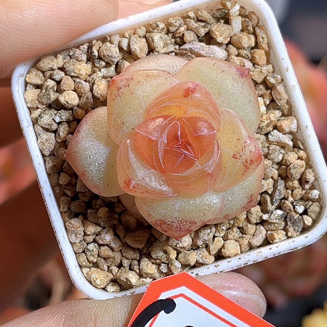 G297 一物一拍多肉 孤品