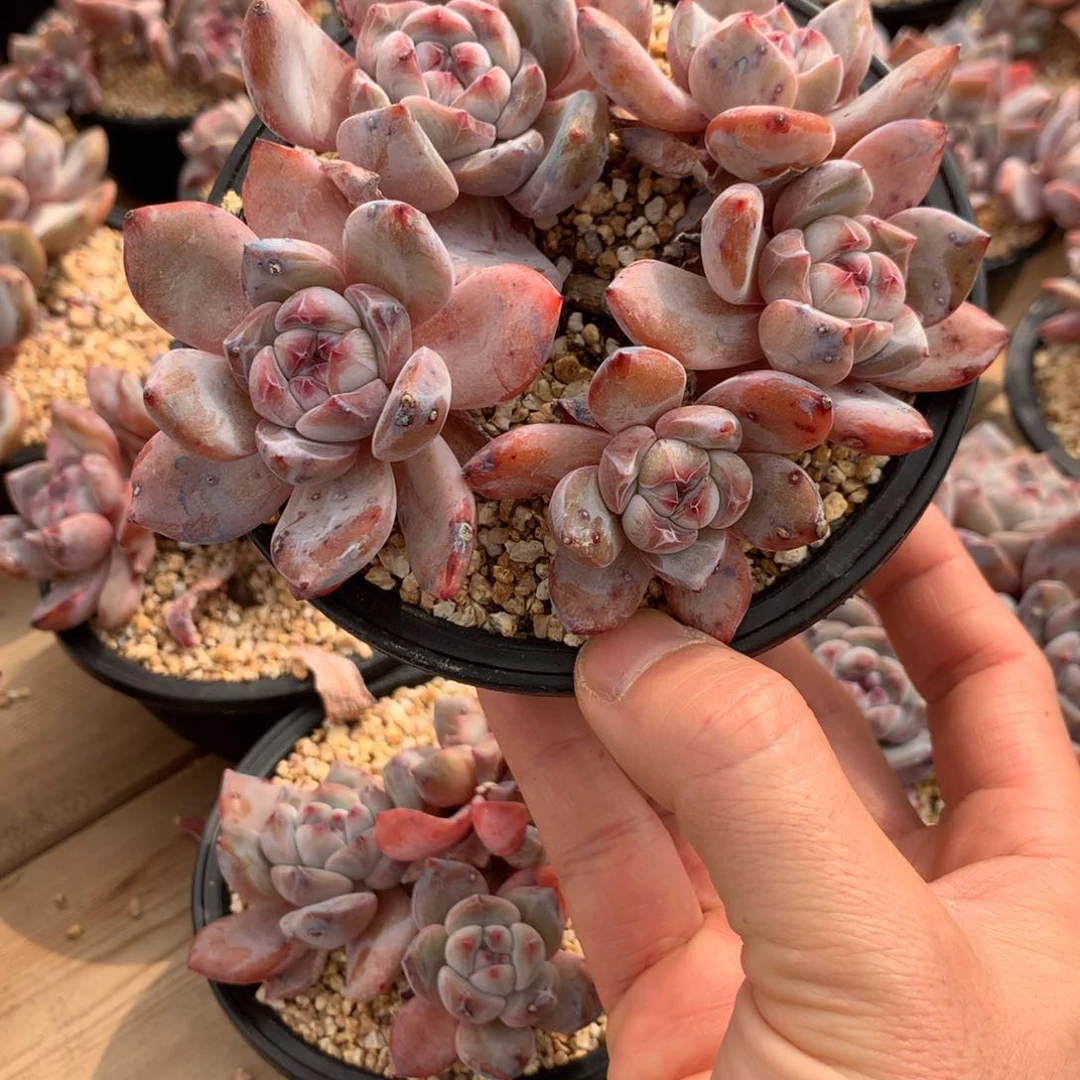 琦***喵琦琦小喵喵突尼斯寄养多肉