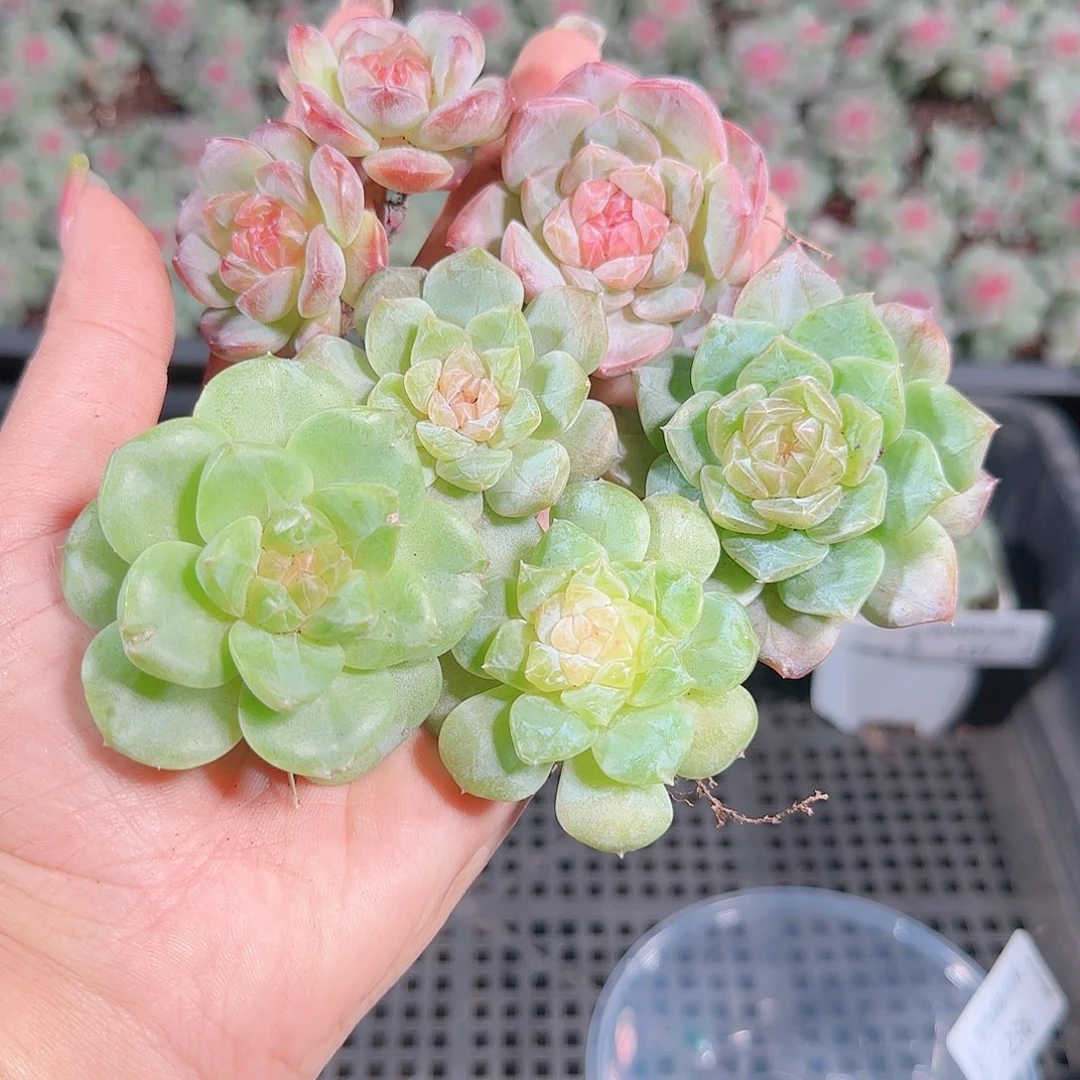 0925---238糖心珍妮