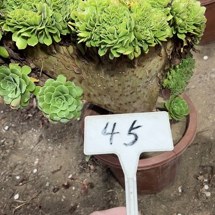 多肉植物绿羊绒缀花