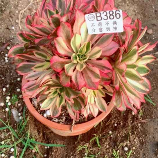 用****4多肉植物386魅影