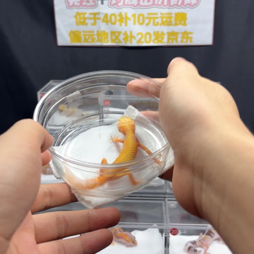 豹纹守宫川普白黄暴龙公温