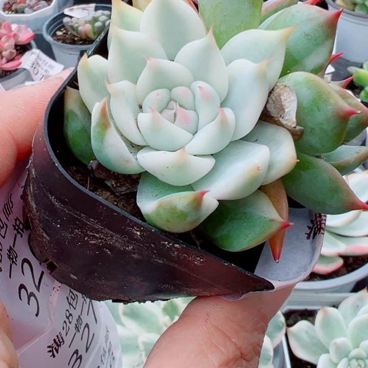 吉娃娃锦多肉植物130