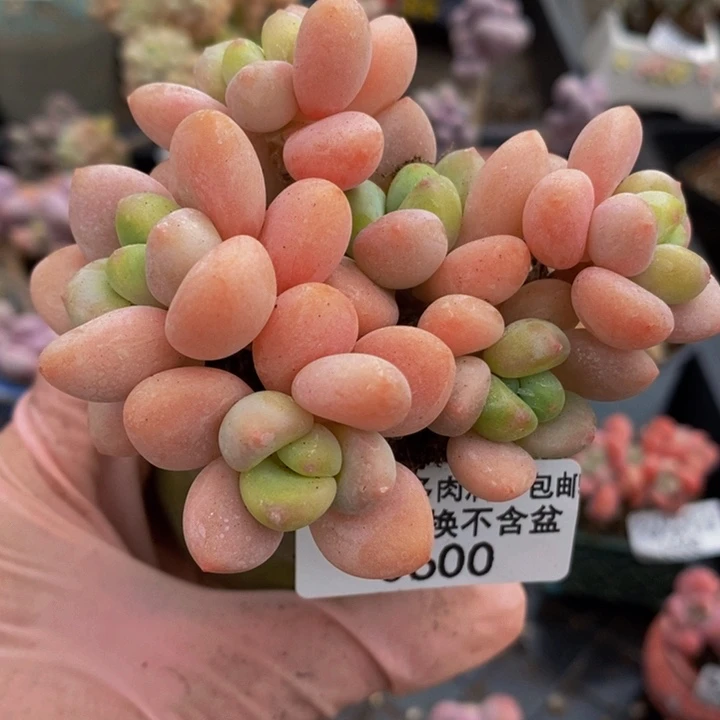 橘子洛神7cm600多肉植物