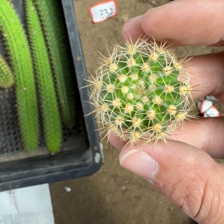 241丽花107歪3公分左右无根侧牙，20包邮