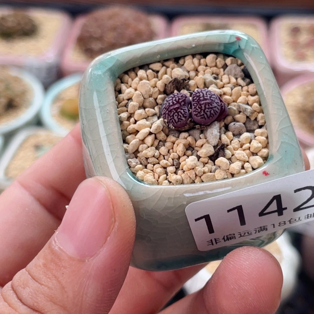 无花朵1142-一物一拍 带盆