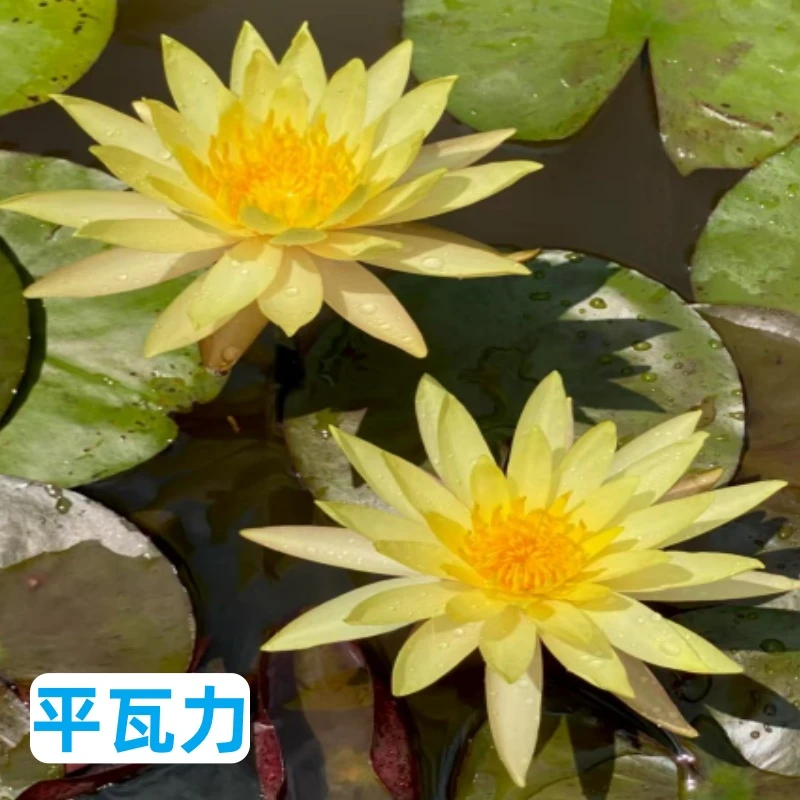 瓦力中型带花苞耐寒阳台庭院四季水培荼蘼花