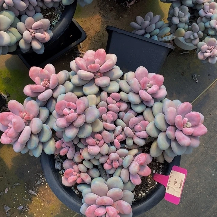 138桃蛋肉肉肉肉