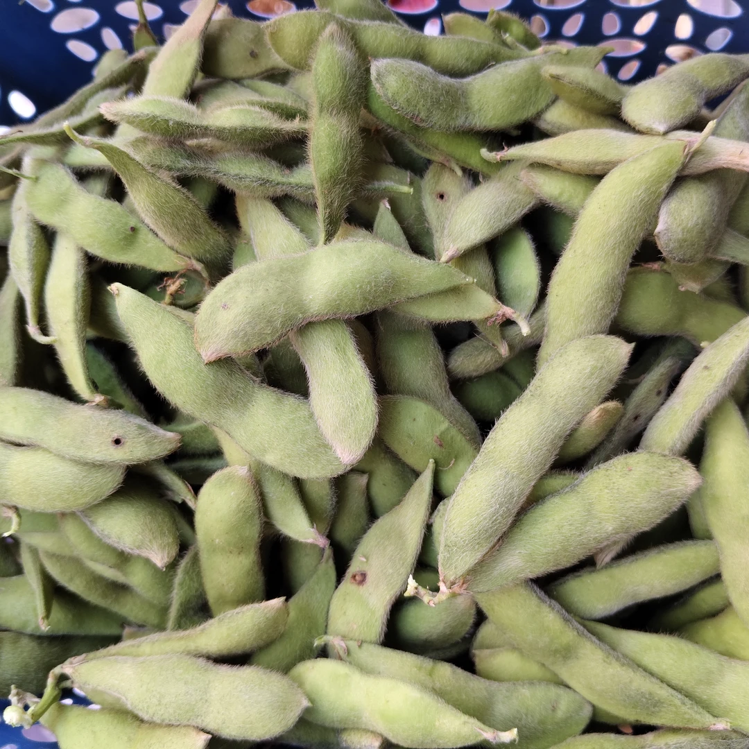 新化本地新鲜带壳毛豆